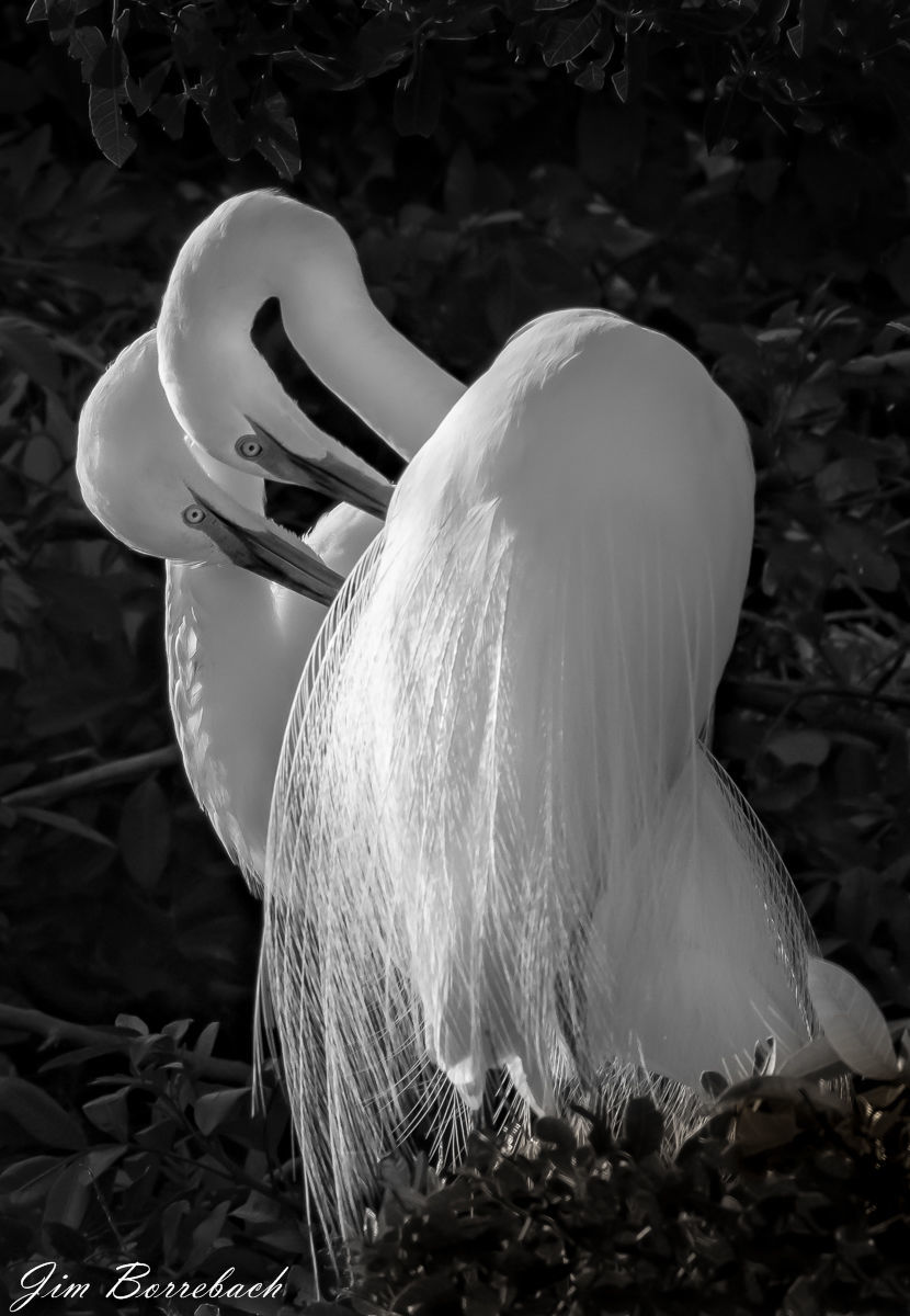 Stony Brook Camera Club